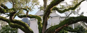 Oak tree branches