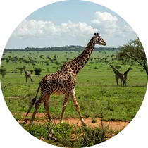 Giraffe